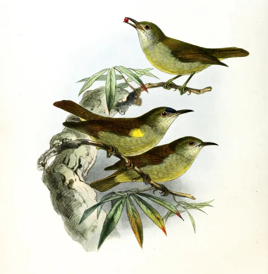 File:Anthreptes simplex Keulemans.jpg