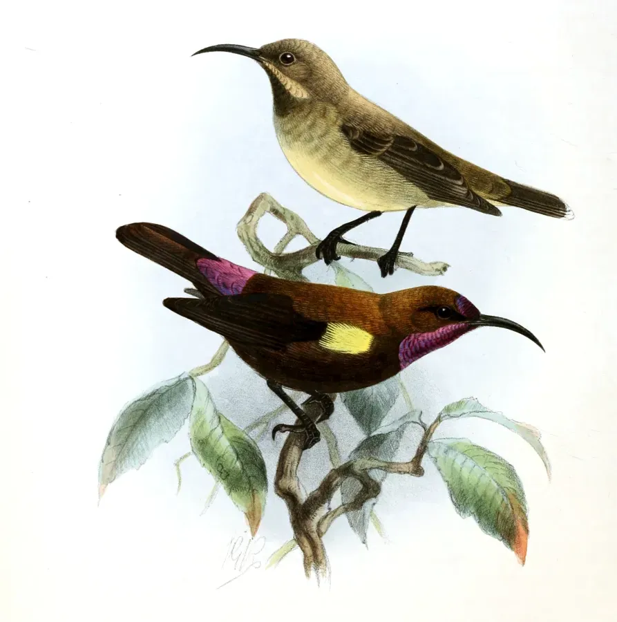 File:Chalcomitra fuliginosa Keulemans.jpg