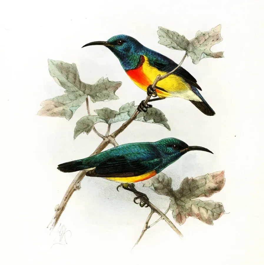 File:Cinnyris coquerellii Keulemans.jpg