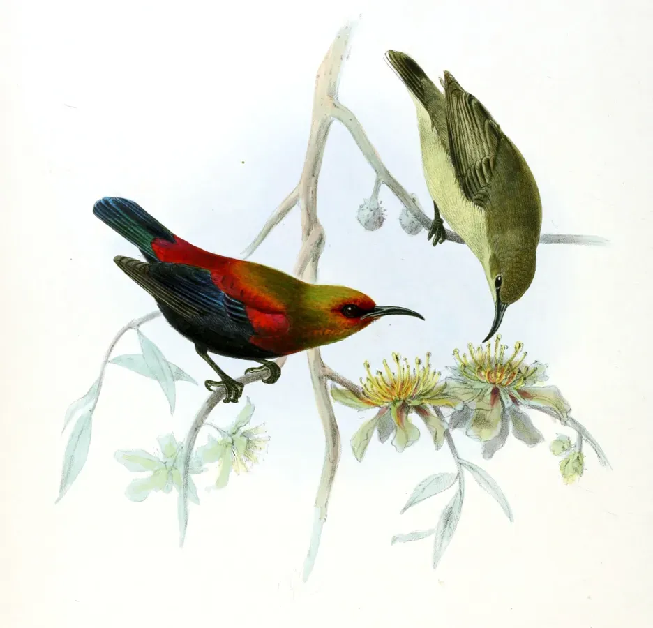 File:Cinnyris cupreus Keulemans.jpg