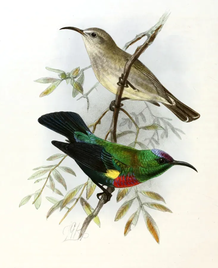 File:Cinnyris habessinicus Keulemans.jpg