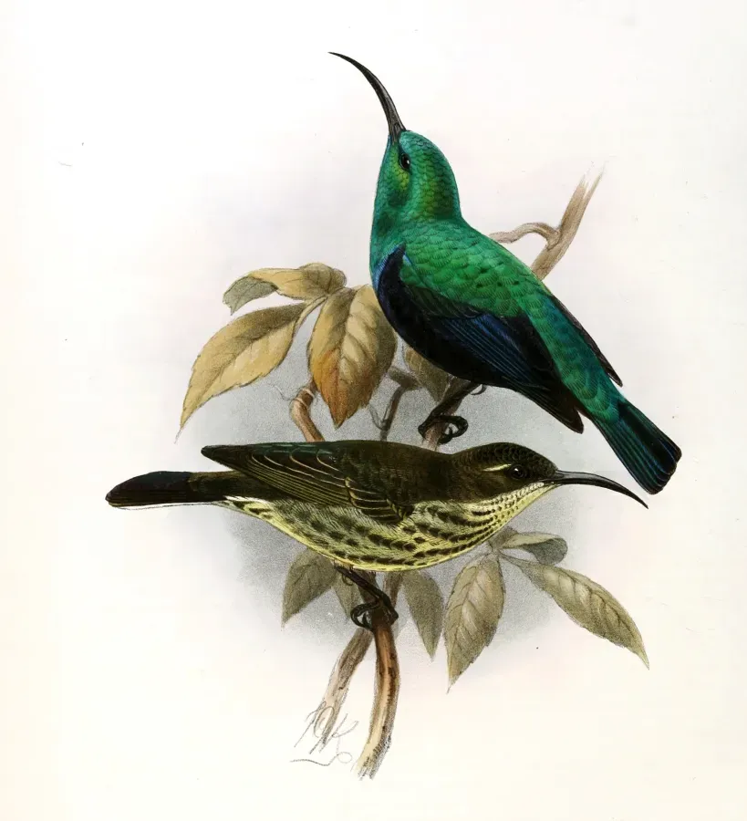 File:Cinnyris notatus Keulemans.jpg