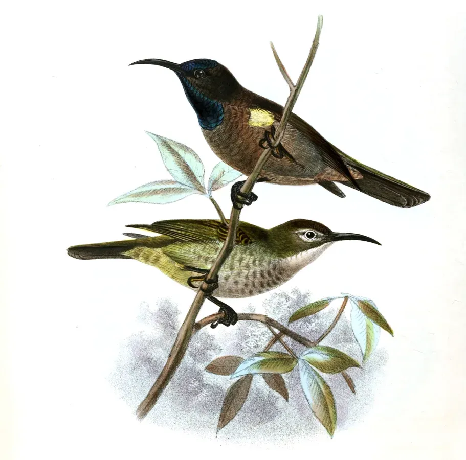 File:Cyanomitra cyanolaema Keulemans.jpg