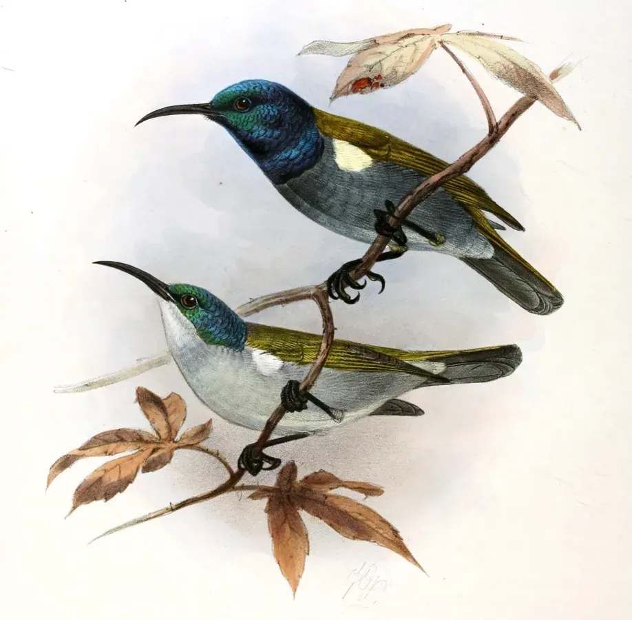 File:Cyanomitra verticalis Keulemans.jpg