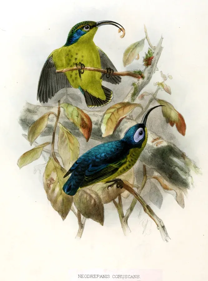 File:Neodrepanis coruscans Keulemans.jpg