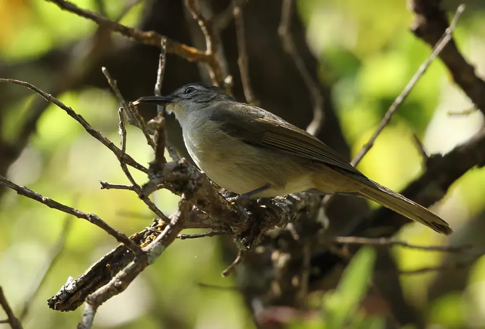 File:Yellow-streaked Greenbul (or Yellow-streaked Bulbul), Phyllastrephus flavostriatus at Agatha Plantation, Tzaneen, South Africa (14514831440).jpg