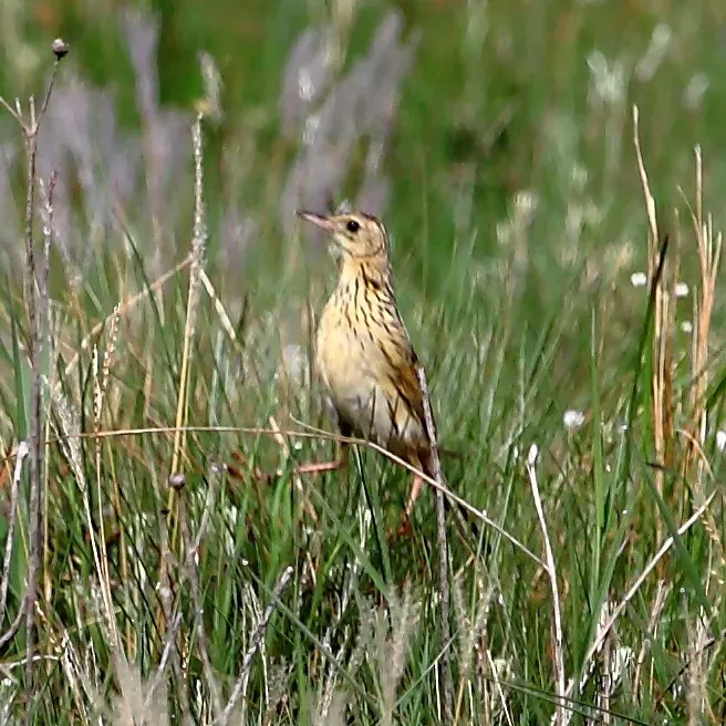 File:Anthus nattereri - Ochre-breasted Pipit.JPG