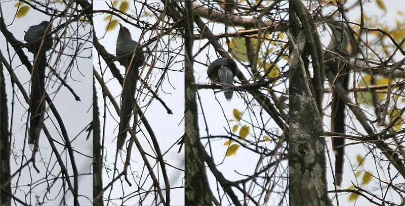 File:Green-billed Malkoha (Phaenicophaeus tristis) at Jayanti, Duars, West Bengal W.jpg