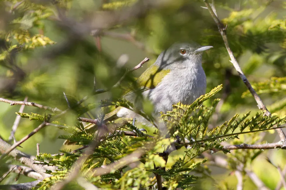 File:Green-tailed Warbler(Microligea palustris) (8082776636).jpg