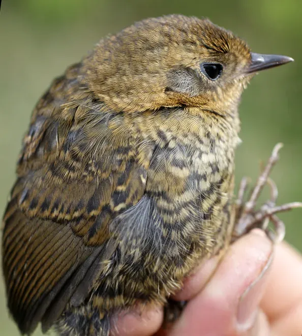 File:Scytalopus perijanus (16601135579).jpg