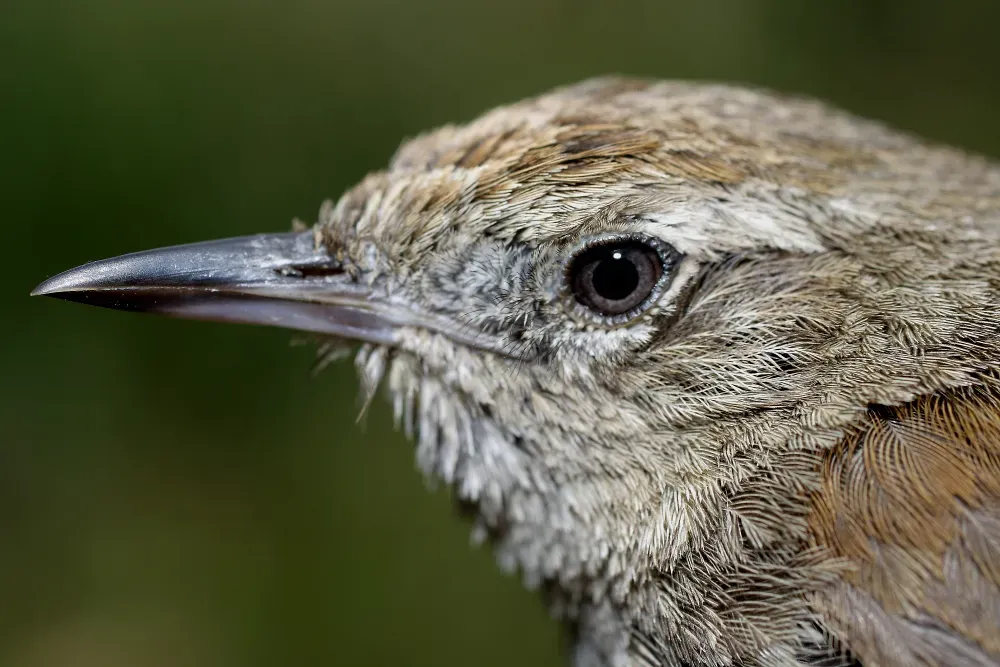 File:Asthenes perijana (15636005252).jpg
