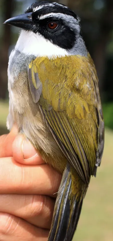 File:Arremon perijanus (15449040248).jpg