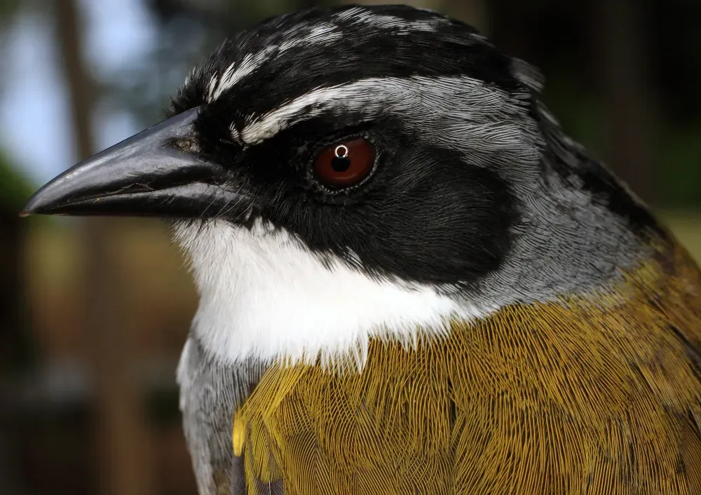 File:Arremon perijanus (15449177447).jpg
