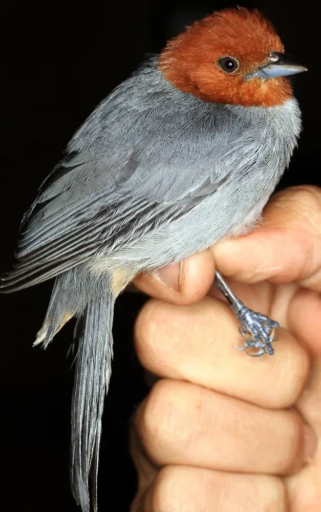 File:Thlypopsis fulviceps obscuriceps (15635166125).jpg