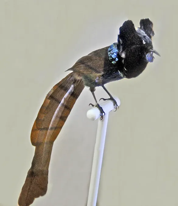 File:Paradisaeidae - Astrapia nigra.JPG