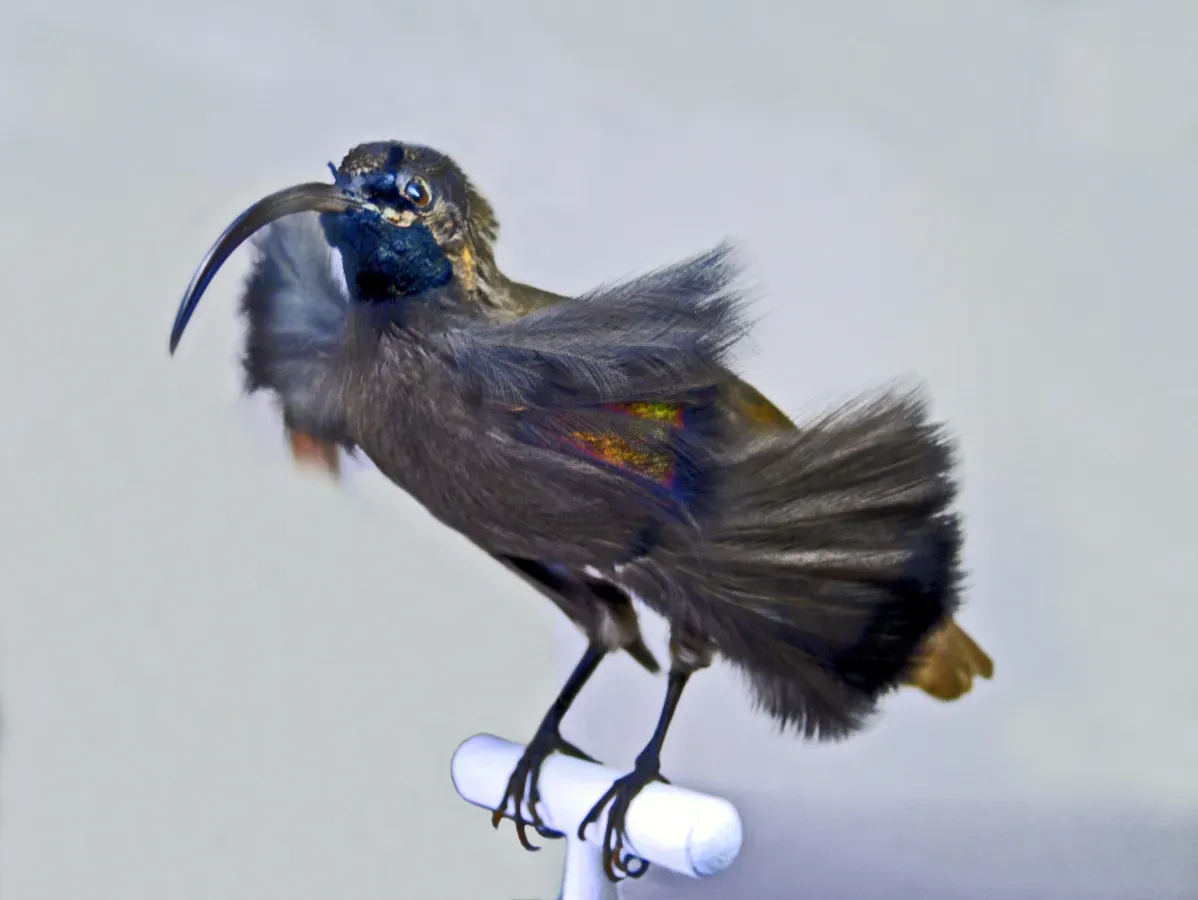 File:Paradisaeidae - Drepanornis albertisi.JPG