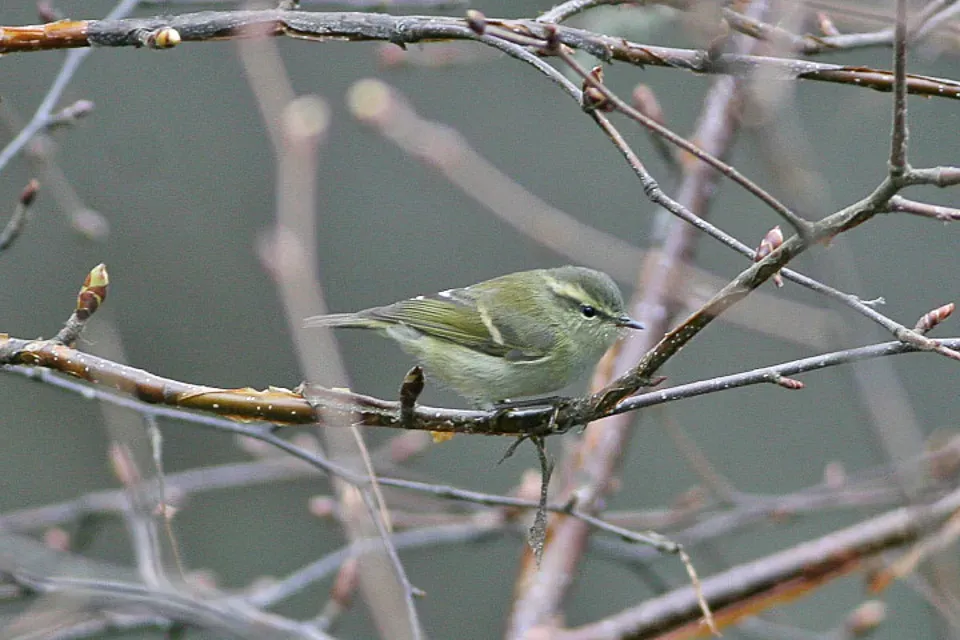 File:Blyth's Leaf Warble (Phylloscopus reguloides) (8077001782).jpg