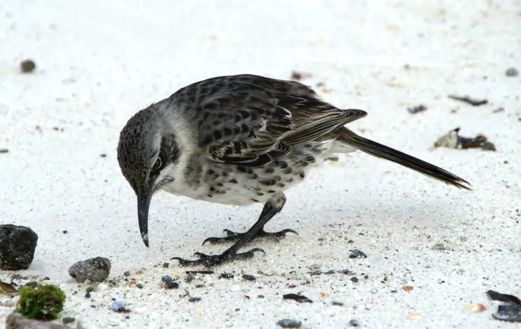 File:Hood Mockingbird (Nesomimus macdonaldi) -on ground.jpg