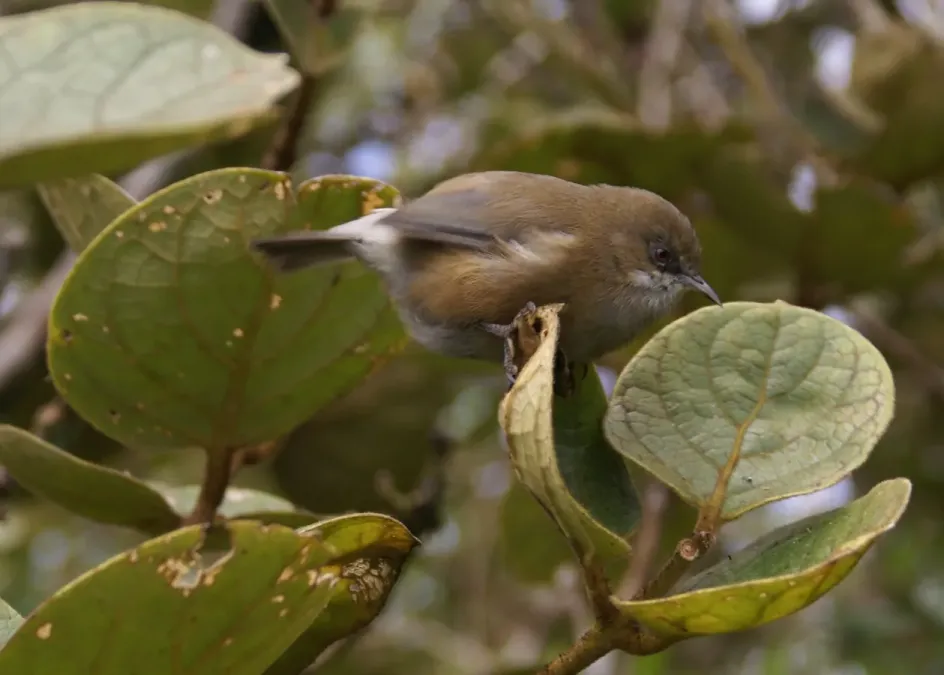 File:Zosterops borbonicus borbonicus.JPG