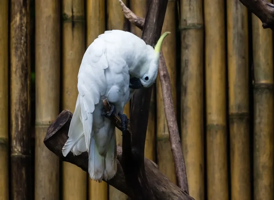 File:Triton cockatoo (Cacatua galerita triton), Gembira Loka Zoo, Yogyakarta, 2015-03-15 03.jpg