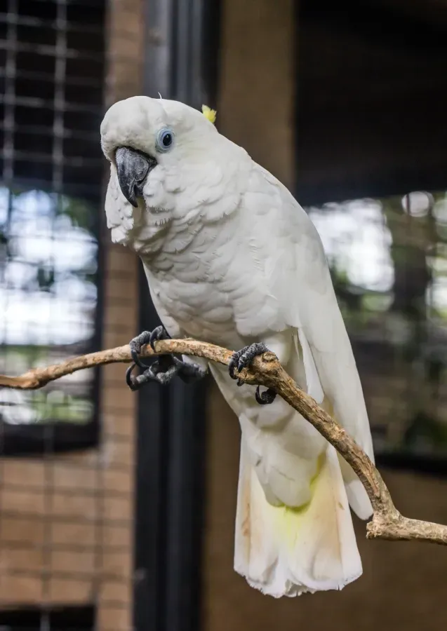 File:Triton cockatoo (Cacatua galerita triton), Gembira Loka Zoo, Yogyakarta, 2015-03-15 04.jpg