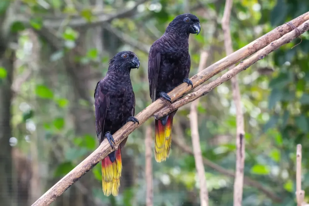 File:Black lory (Chalcopsitta atra), Gembira Loka Zoo, Yogyakarta 2015-03-15 02.jpg