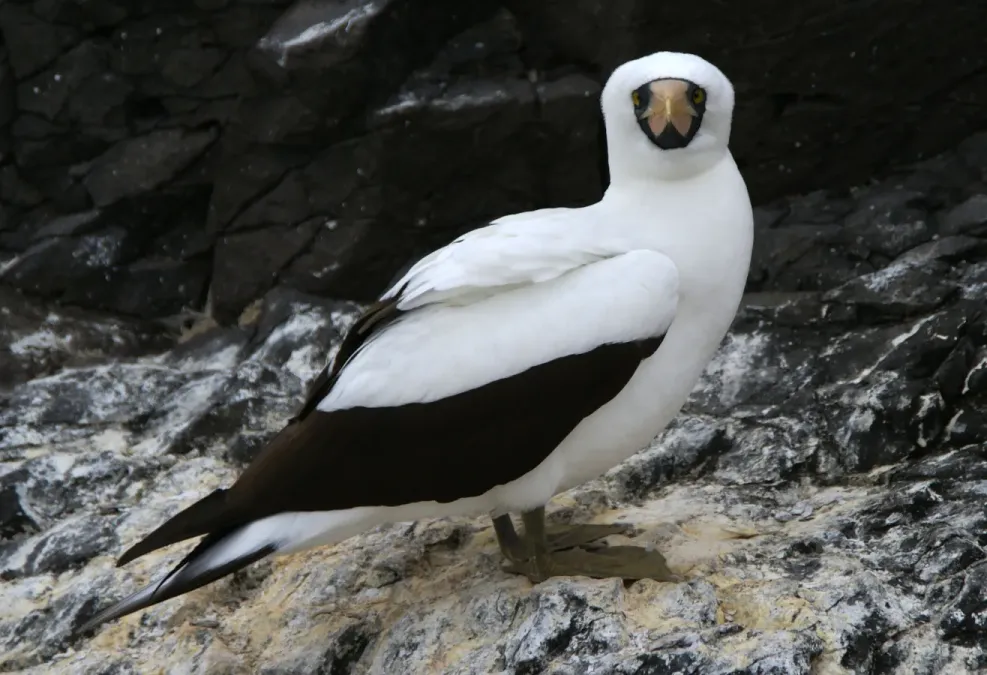 File:Nazca booby Sula granti -Espanola -Galapagos.jpg