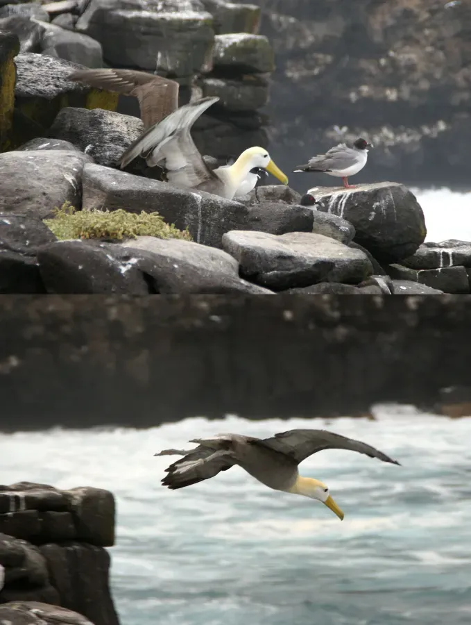 File:Waved Albatross (Phoebastria irrorata) take-off on Espanola.jpg