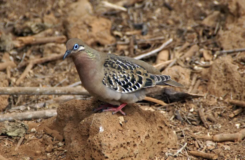 File:Galapagos Dove (Zenaida galapagoensis) -Santa Cruz.jpg