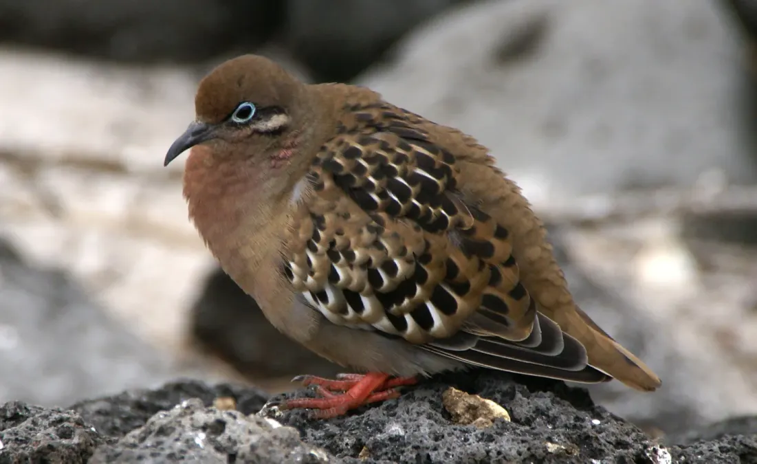 File:Galapagos dove (Zenaida galapagoensis) -Espanola -Gardner Bay.jpg