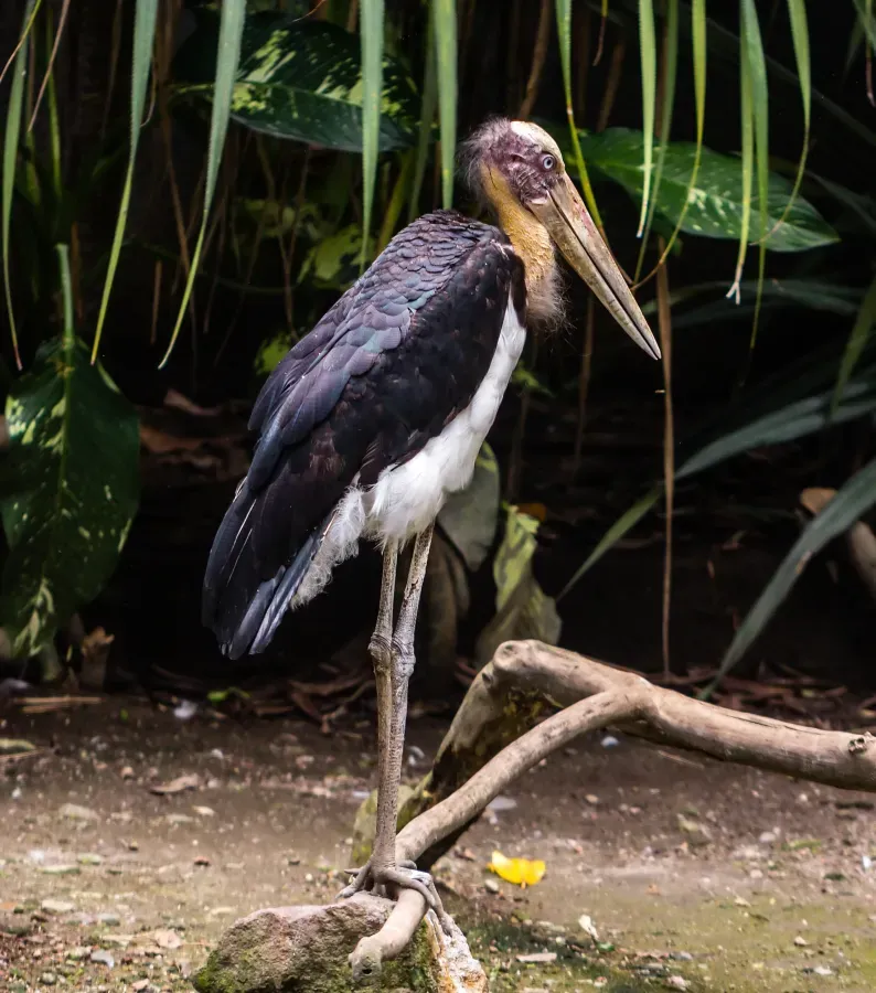 File:Lesser adjutant (Leptoptilos javanicus), Gembira Loka Zoo, Yogyakarta, 2015-03-15 02.jpg