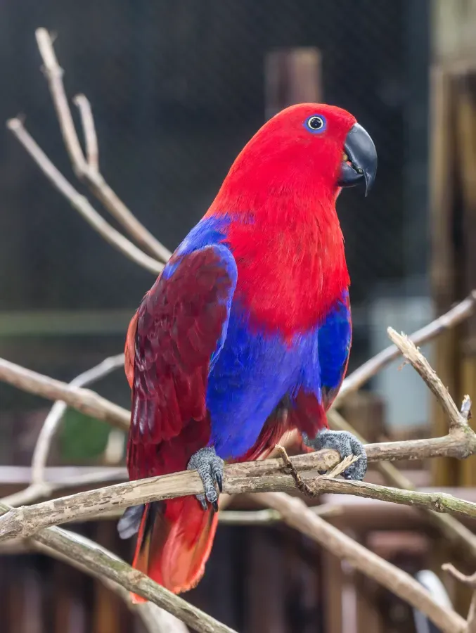 File:Eclectus parrot (Eclectus roratus) female, Gembira Loka Zoo, Yogyakarta, 2015-03-15 03.jpg