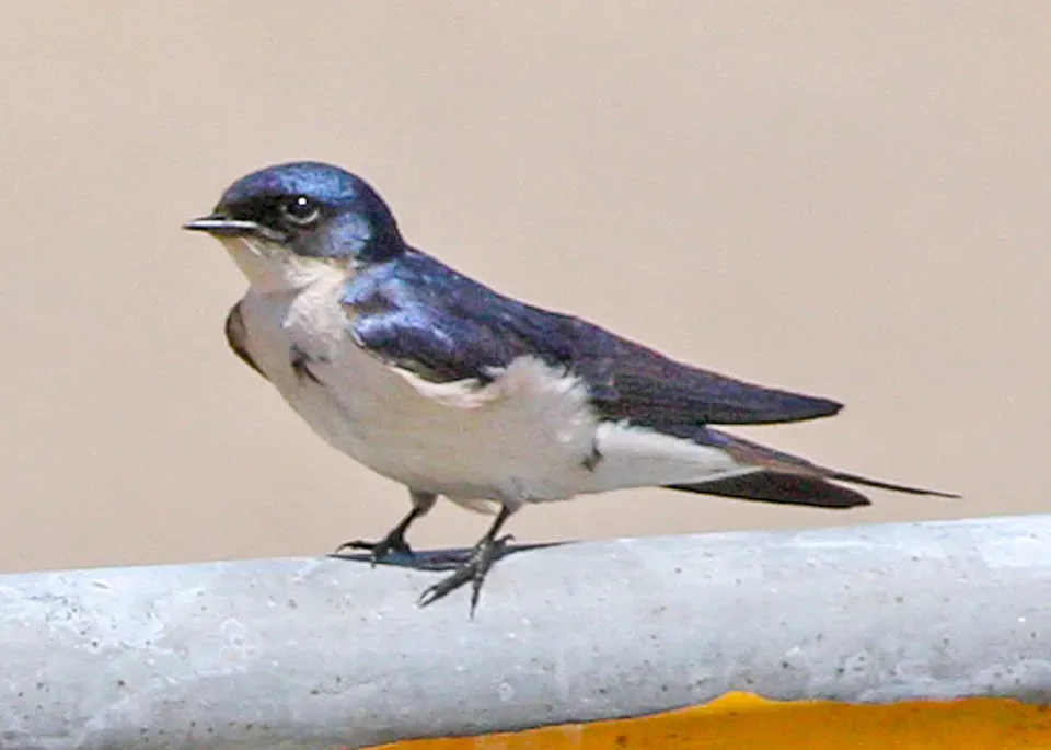 File:Pearl-breasted Swallow (Hirundo dimidiata) (8077257373).jpg