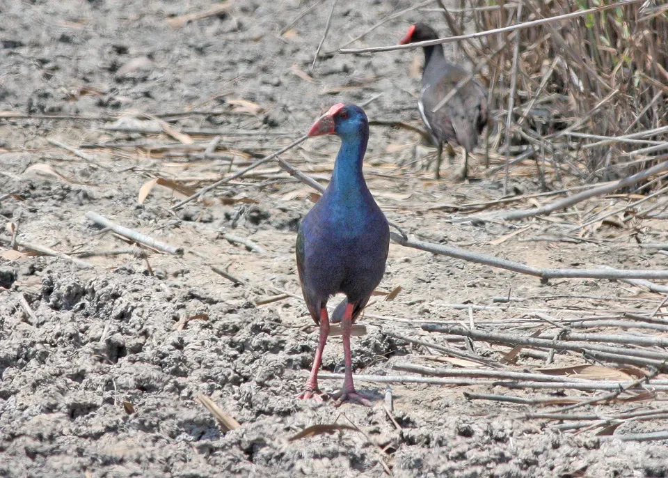 File:African Swamphen (Porphyrio madagascariensis) (8077266974).jpg