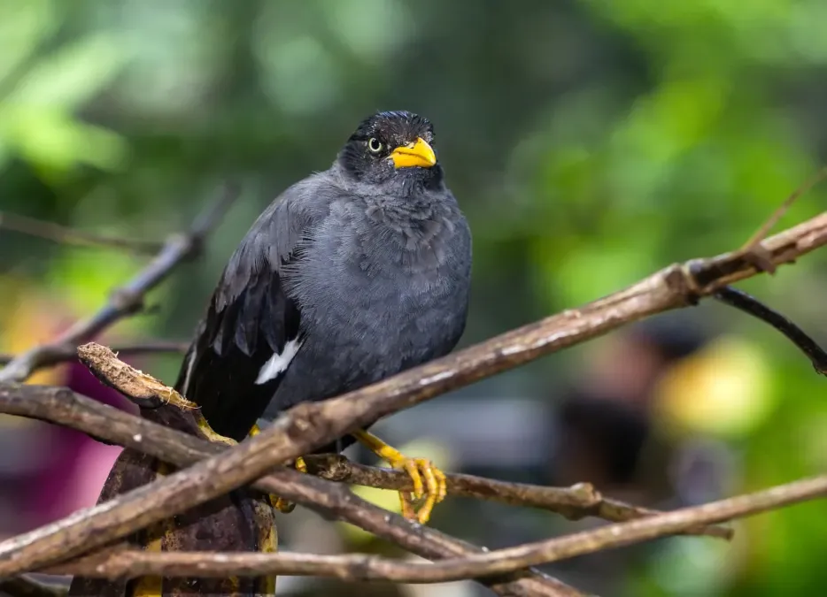 File:Javan Myna (Acridotheres javanicus), Gembira Loka Zoo, Yogyakarta, 2015-03-15.jpg