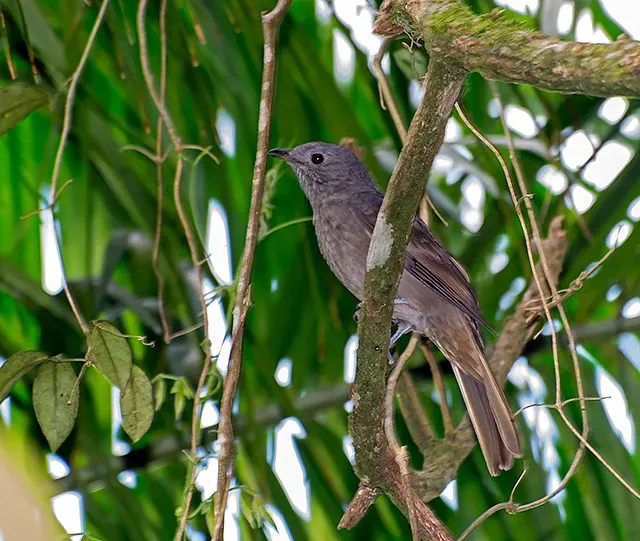 File:TROPEIRO-DA-SERRA (Lipaugus lanioides) (13868684655).jpg