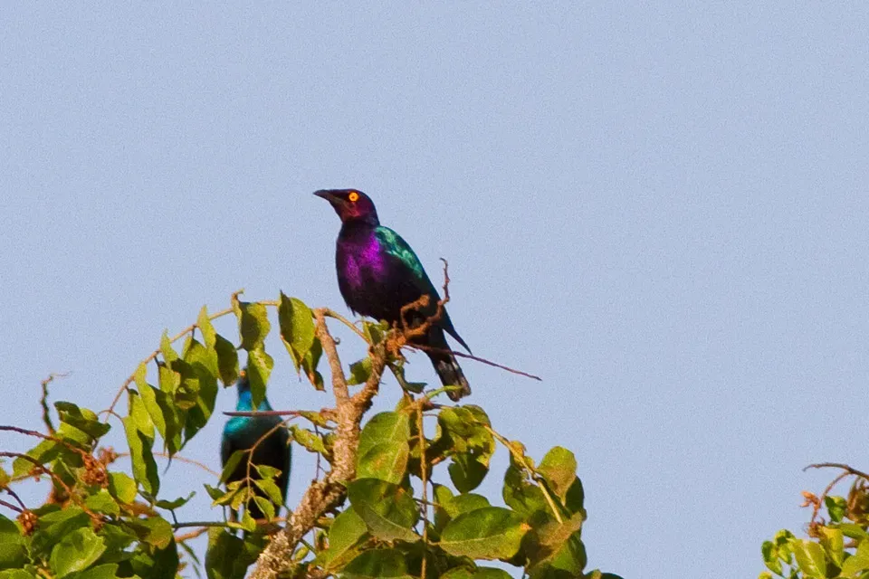 File:Splendid Starling (Lamprotornis splendidus) (8080033345).jpg