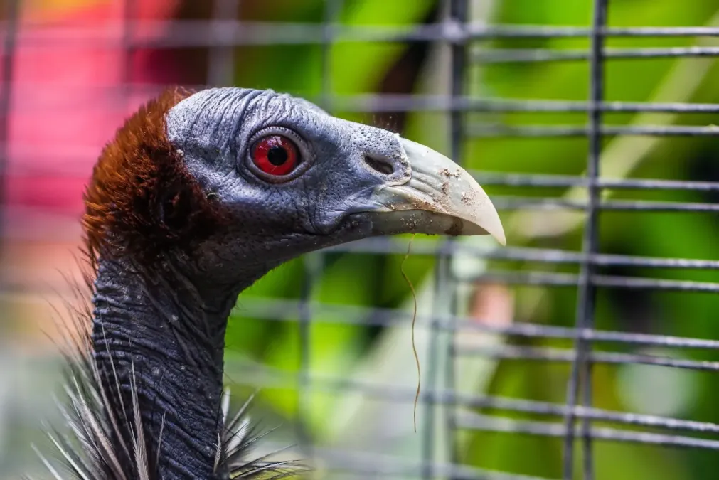 File:Vulturine guineafowl (Acryllium vulturinum), Gembira Loka Zoo, 2015-03-15.jpg