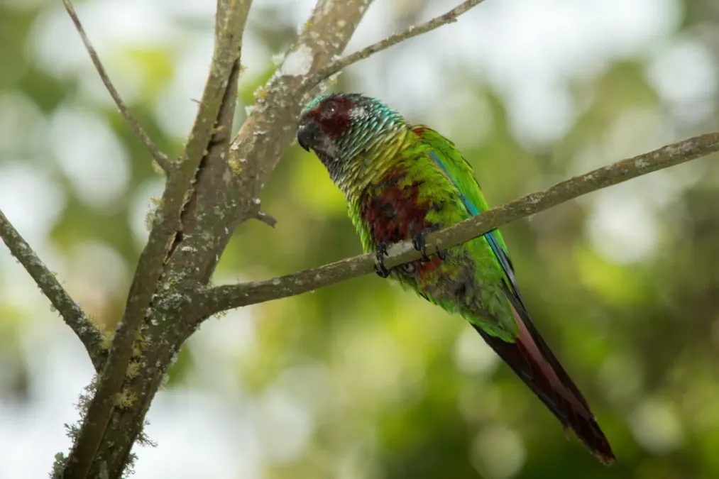 File:Venezuelan Parakeet - Perico Pintado ( Pyrrhura picta emma).jpg