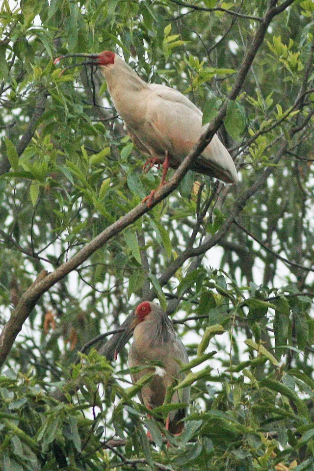 File:Nipponia nippon, two, Yang Xian, Shaanxi, China.jpg