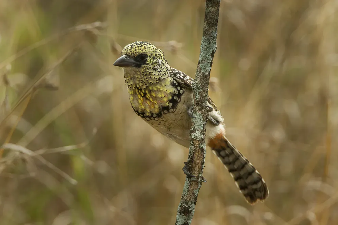 File:Usambiro Barbet - Trachyphonus darnaudii usambiro - Kenya IMG 5365.jpg