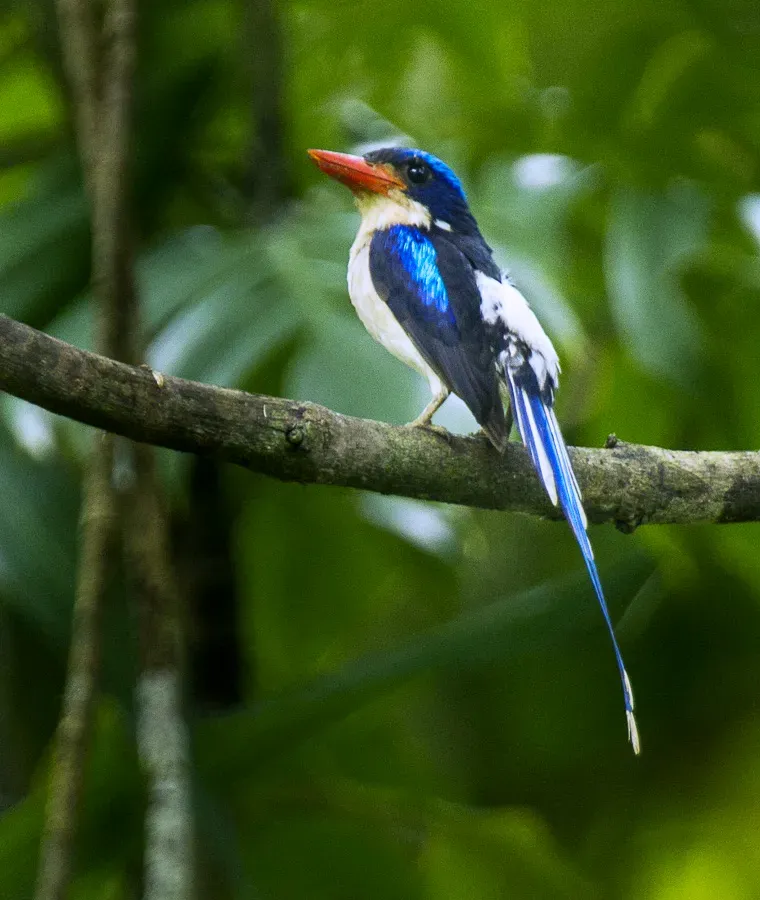 File:Common Paradise Kingfisher (Tanysiptera galatea browningi), Halmahera S4E4008.jpg