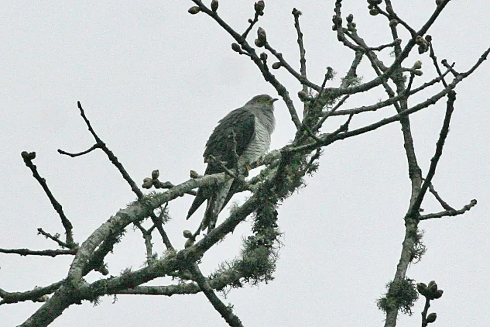 File:Cuculus poliocephalus.jpg