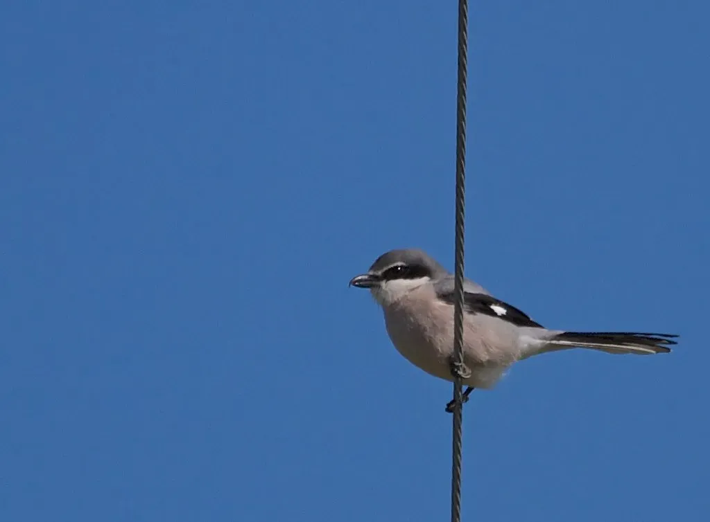 File:Lanius meridionalis, Pêra, Algarve, Portugal 1.jpg