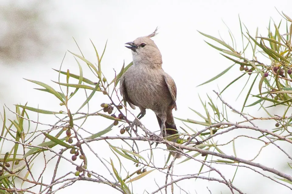 File:Chirruping Wedgebill (Psophodes cristatus).jpg