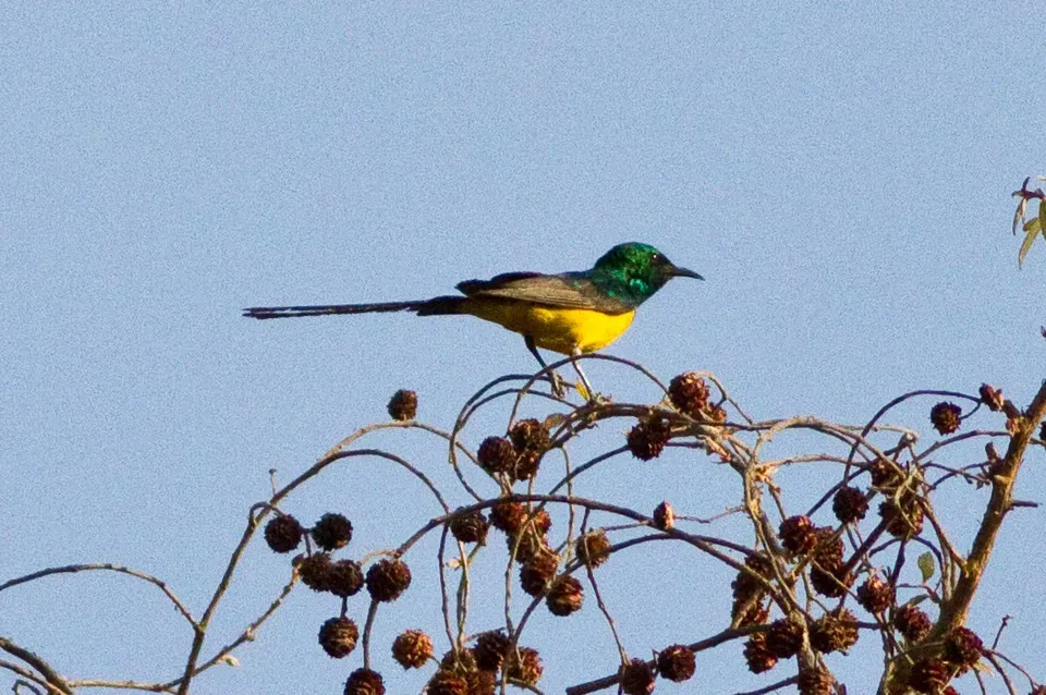 File:Pygmy Sunbird (Hedydipna platura).jpg
