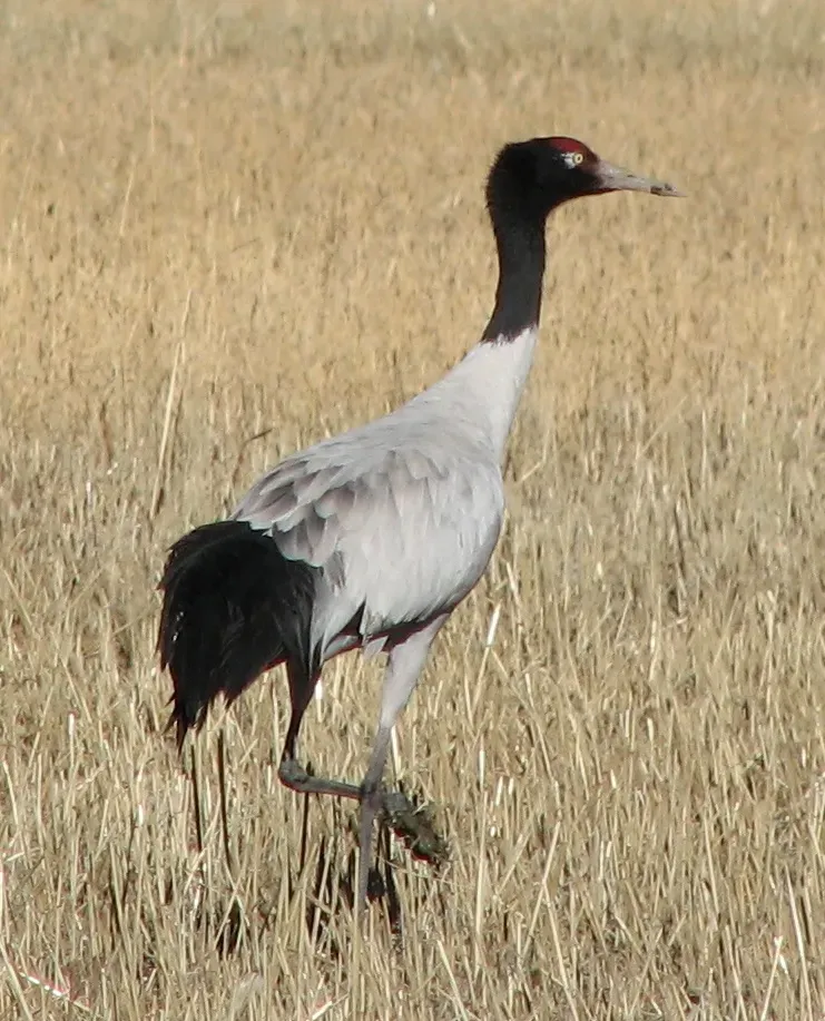 File:Grus nigricollis - Tibet.jpg