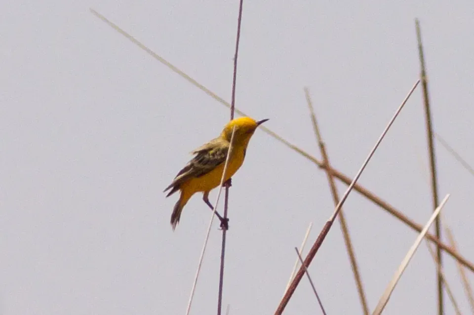 File:Yellow Chat (Epthianura crocea).jpg