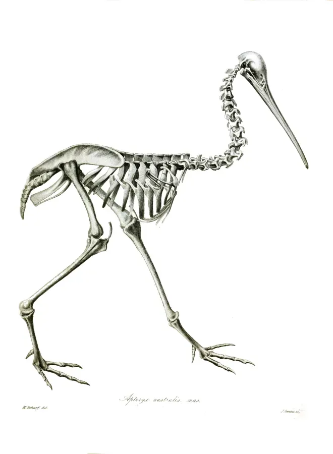 File:Apteryx australis TZSL.jpg
