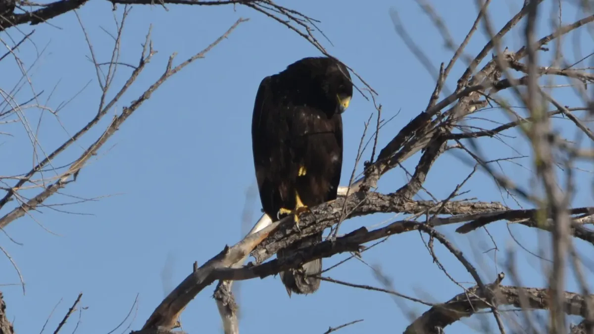 File:Buteo albonotatus, Arizona 2.jpg